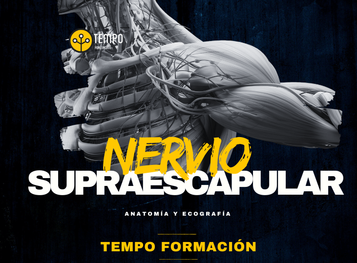 nervio-supraescapular-y-ecografia